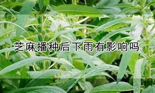 天气炎热种芝麻好吗视频_天气炎热种芝麻好吗