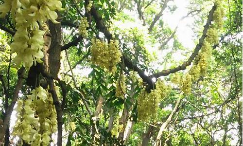 天鹿湖森林公园禾雀花在哪个门进,天鹿湖森