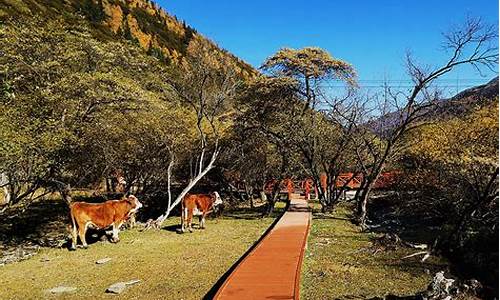 夹金山森林公园,夹金山森林公园门票