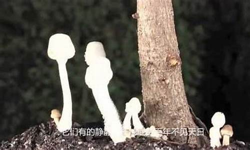 奥妙无穷的微生物世界-神奇奥妙的微生物世界