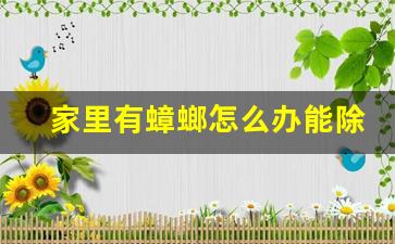 家里有蟑螂怎么办能除根_生活常识_行业资讯-家里有蟑螂怎么办能除根