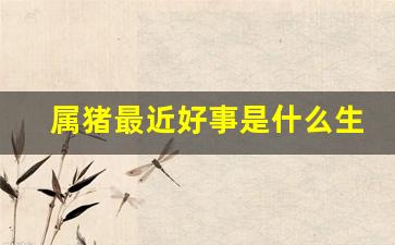 属猪最近好事是什么生肖-属猪最近的运势怎么样