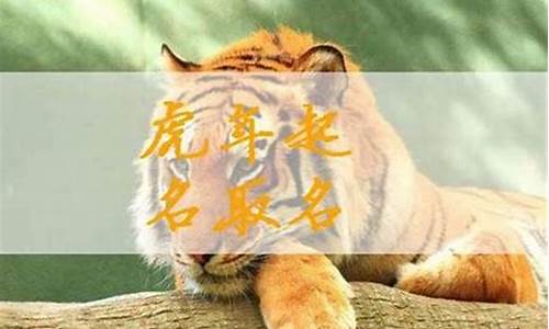 属虎适合养什么生肖的猫-属虎的适不适合养猫