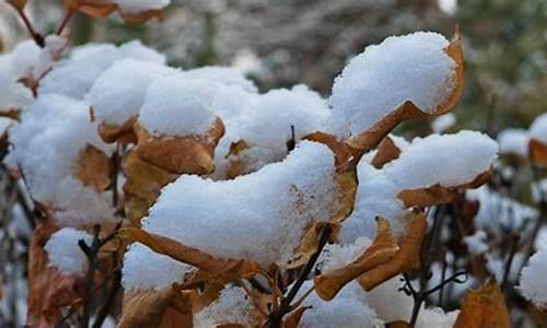 平舆的天气预报最近三天的_平舆一周天气