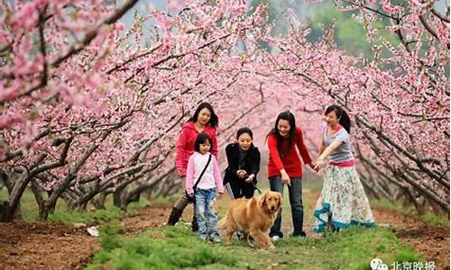 平谷旅游景点大全桃花_平谷赏桃花攻略