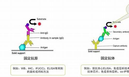 如何看抗体滴度-怎么知道抗体标记多少吖啶