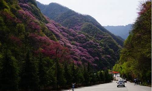 户县到太平森林公园班车_户县到太平森林公园