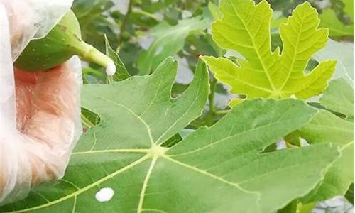 有人用无花果治疗白斑_无花果治疗白癜风有