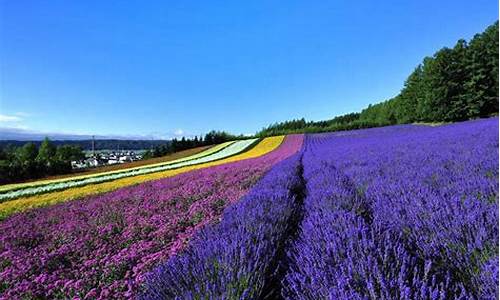 日本旅游路线薰衣草_日本薰衣草在哪里