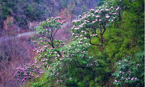 木王山杜鹃花几月份观看_木王森林公园杜鹃花什么时候开