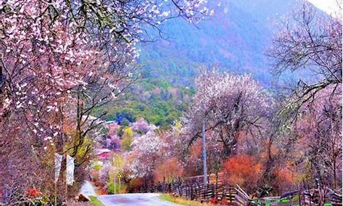 林芝桃花最佳观赏地点_林芝旅游攻略桃