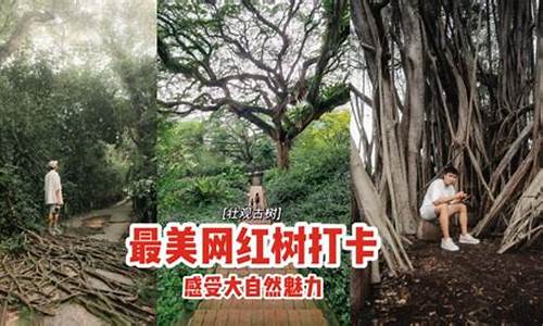 根深叶茂指什么动物_根深叶茂5大生肖