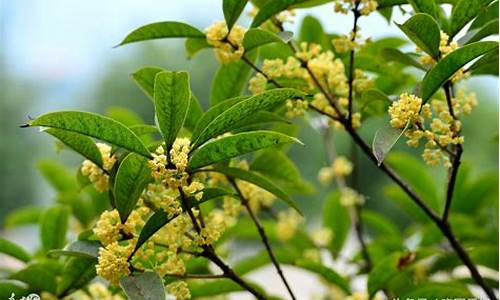 桂子飘香是哪个季节-桂子飘香是什么季节