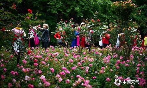 桂林虞山公园月季花展_桂林虞山公园月季