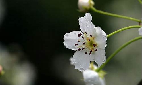 梨花带雨_梨花带雨是什么意思?