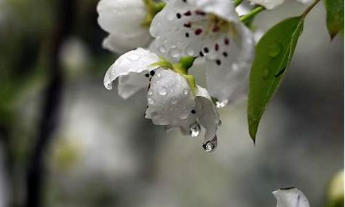 梨花带雨何解-梨花带雨什么意思