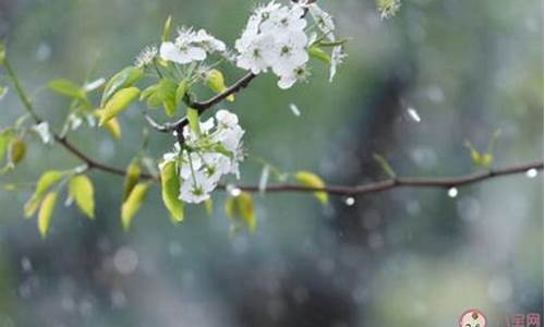 梨花带雨是什么意思-梨花带雨是什么意思解释