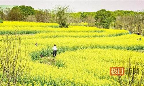 天气一段话,武汉森林公园油菜花