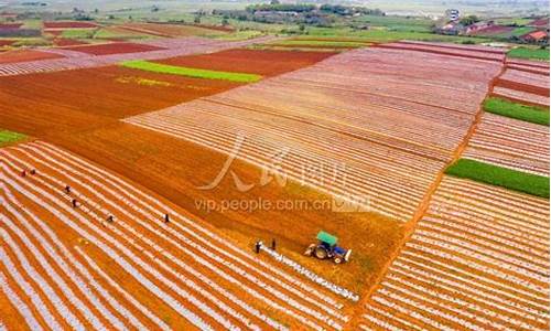 江西樟树天气未来30天情况_江西樟树天气