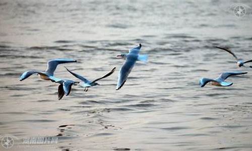 沙鸥翔集-沙鸥翔集,锦鳞游泳