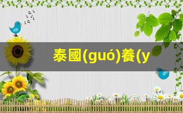 泰國(guó)養(yǎng)老簽證可以做生意嗎(泰國(guó)養(yǎng)老簽證可以工作嗎)