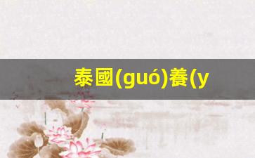 泰國(guó)養(yǎng)老簽證辦理流程(泰國(guó)養(yǎng)老簽證最新政策)