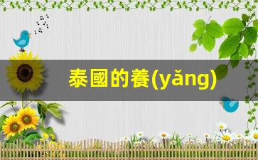 泰國養(yǎng)老簽證手續(xù)簡便，輕松實現(xiàn)海外養(yǎng)老夢想