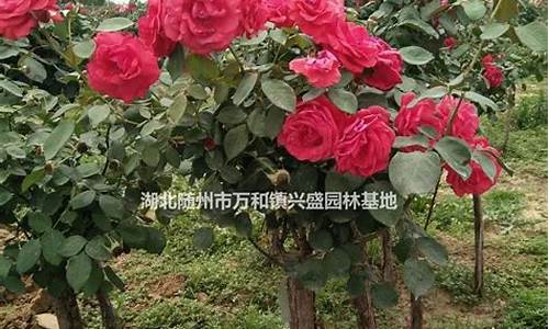 泰安月季花基地,泰安公园树状月季价格