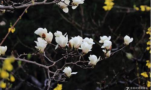 济南百花公园的玉兰花开了吗现在,济南百花