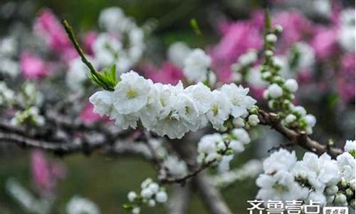 百花公园的碧桃花_济南百花公园碧桃花开放时间