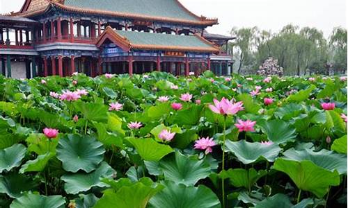 济宁微山湖风景名胜区,济宁微山湖旅游攻略二日游