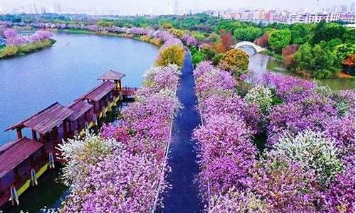 海珠湿地公园紫荆花_海珠湿地公园紫荆花花期