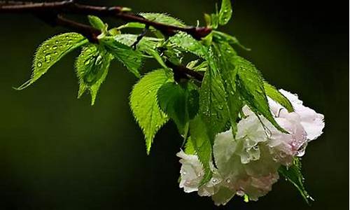 清明前后一场雨后面是什么_清明前后一场雨小麦秋粮都欢喜打一生