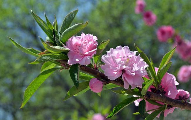 澳洲油茶树原油价格最新行情分析_澳洲茶油