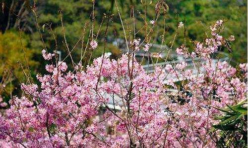 狐尾山公园樱花几月开,狐尾山公园攻略