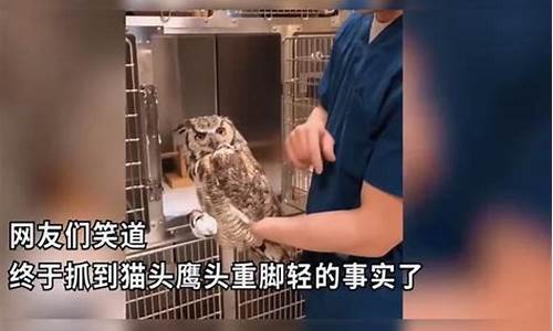 猫头鹰可以治疗羊癫疯吗-猫头鹰治疗癫痫