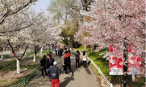 玉渊潭 樱花 年票_玉渊潭公园樱花节年票