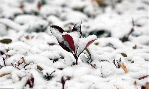 瑞雪兆丰年是成语吗_瑞雪兆丰年是成语吗?