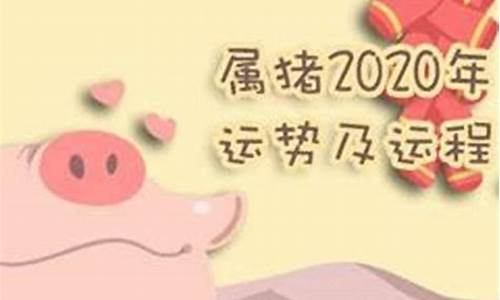 生肖属猪2019年运势_生肖猪的2019运势如何