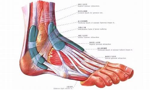 田径运动员脚踝_田径运动员踝关节