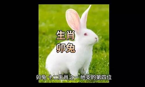 皆字猜是什么动物_皆什么生肖正确答案