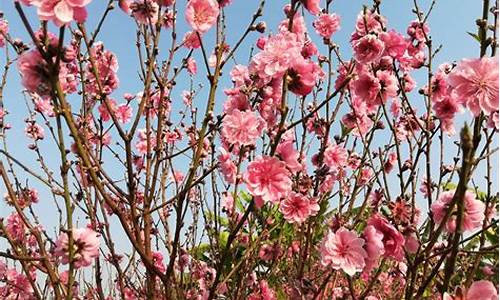 石马桃花公园附近美食_石马桃花公园摘蕨菜地方