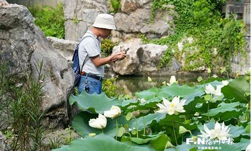 福州南公园荷花池开了吗,福州南公园荷花池