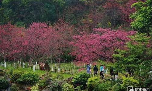 福州森林公园赏花,福州森林公园赏花景点