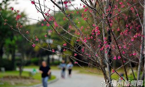 福州闽江公园樱花_福州闽江公园樱花园在哪里