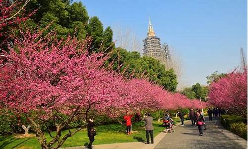 红梅公园梅花节时间,红梅公园梅花节