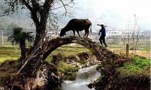 老牛过街人人见打一生肖_老牛过桥的风景图片