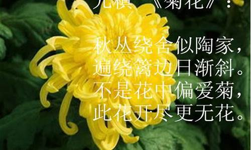 菊花诗词集锦大全_菊花诗词集锦大全图片