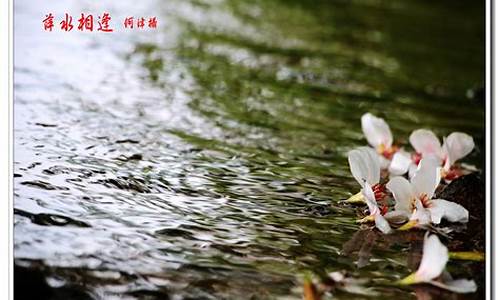 落花有意流水无情下一句怎么接_落花有意流水无情