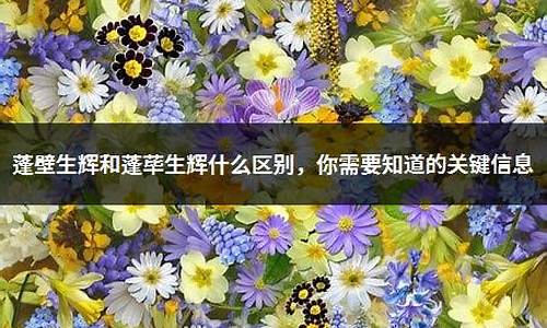 蓬壁生辉相关生肖兔寓意_蓬壁生辉和蓬荜生辉什么区别